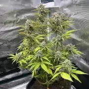 Apple Fritter Auto