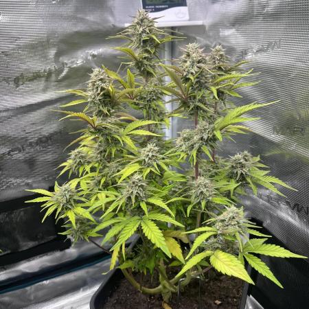 Apple Fritter Auto