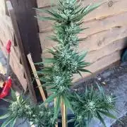 Gigabrain Auto
