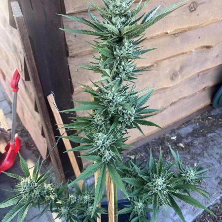 Gigabrain Auto
