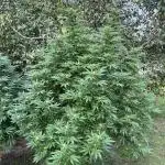 Critical Kush
