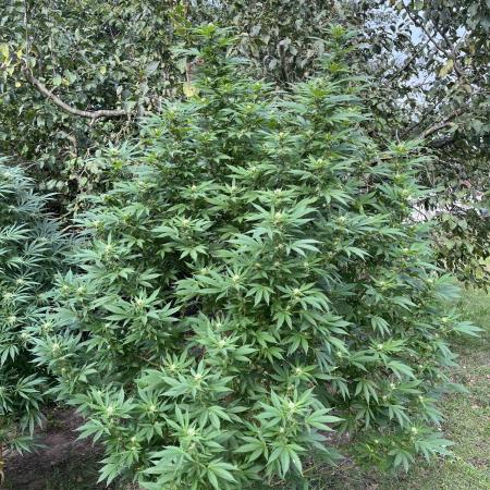 Critical Kush