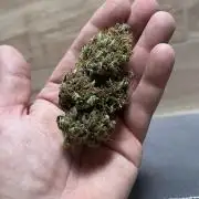 Cookies Gelato Automatic