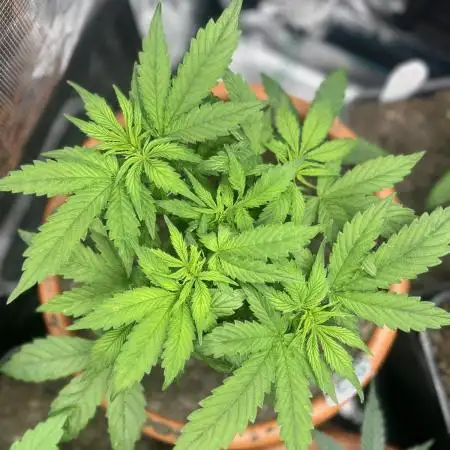 Frozen Black cherry Auto