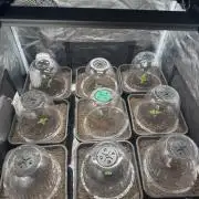 Black Bomb Auto