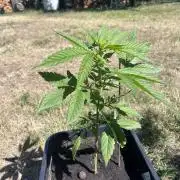 Purple Sunset Auto