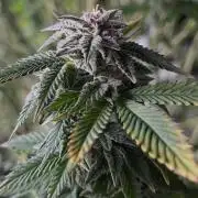 Gelato #45