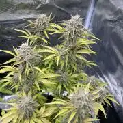 Apple Fritter Auto