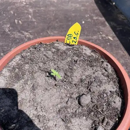Alpine Delight CBD Auto