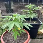 Sunset Sherbert Auto