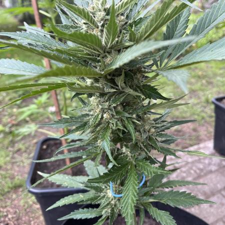Tropicanna Poison XL Auto