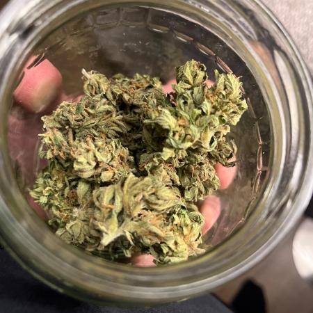 Alpine Delight CBD Auto