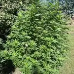 Critical Kush