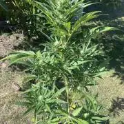 Cherry Punch Auto
