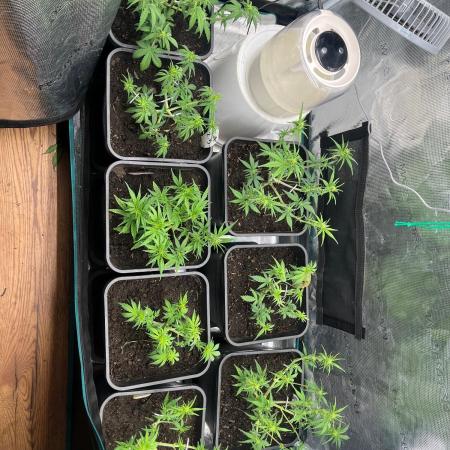 Critical Auto xxl