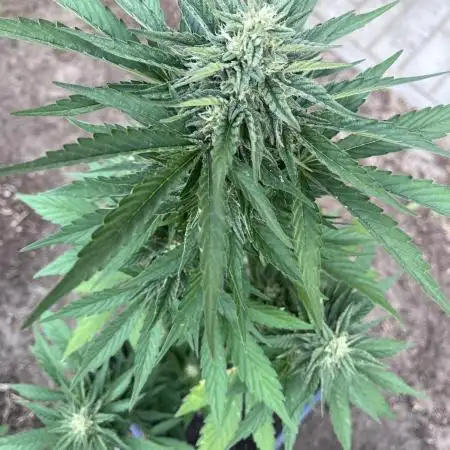 Gigabrain Auto