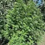 Critical Kush