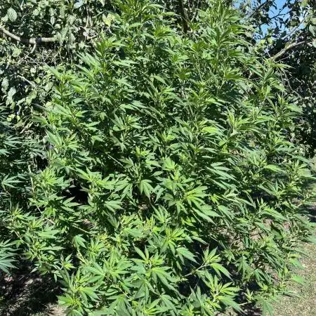 Critical Kush