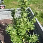 Mandarin Cookies Auto