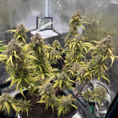 Gorilla Punch Auto