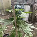 Purple Haze Auto