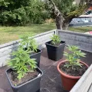 Mandarin Cookies Auto