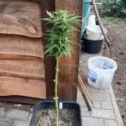 Purple Sunset Auto