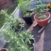 Mandarin Cookies Auto
