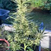 Mandarin Cookies Auto