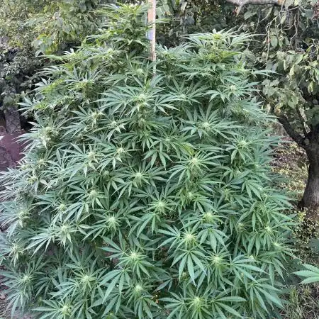 Frozen Black Cherry