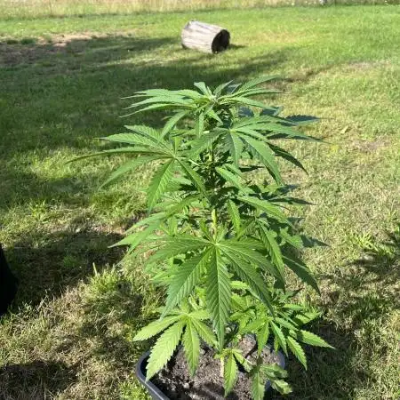 Purple Haze Auto