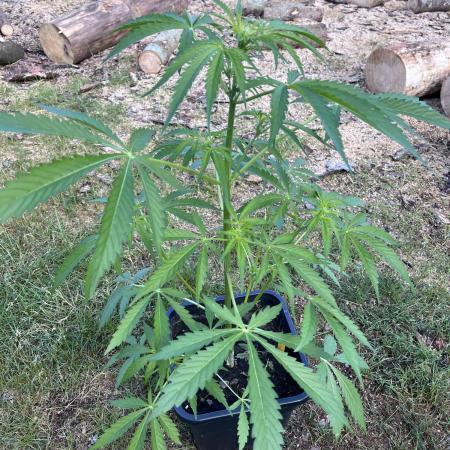 Cherry Punch Auto