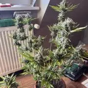 Girl Scout Cookies