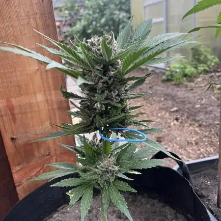Tropicanna Poison XL Auto