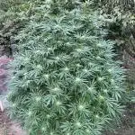 Frozen Black Cherry