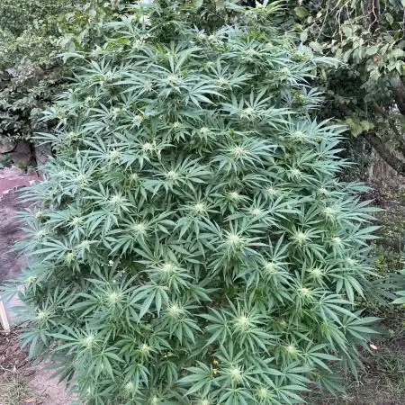 Frozen Black Cherry