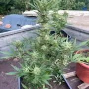 Mandarin Cookies Auto