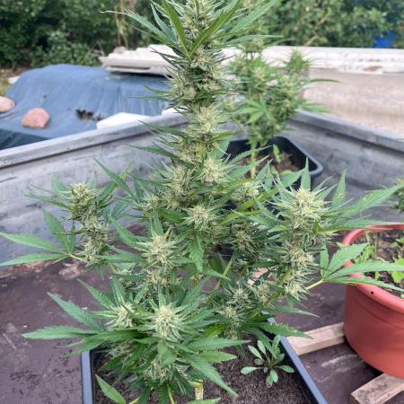 Mandarin Cookies Auto