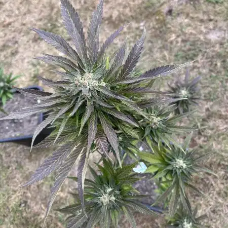 Purple Haze Auto