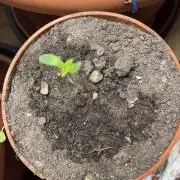 Strawberry Pop Rocks