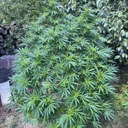 Frozen Black Cherry
