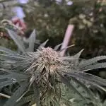 Frozen Black Cherry
