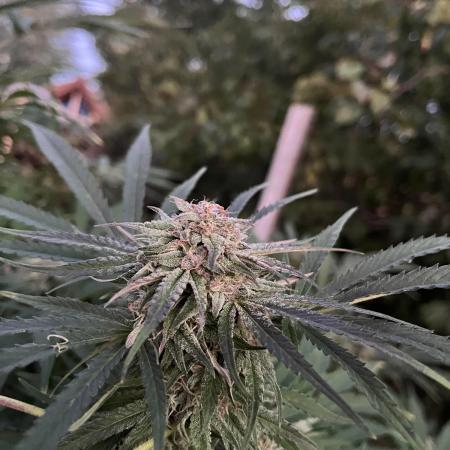 Frozen Black Cherry