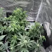 Cookies Gelato Automatic