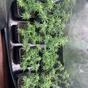 Critical Auto xxl