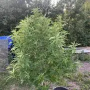 Gelato #45