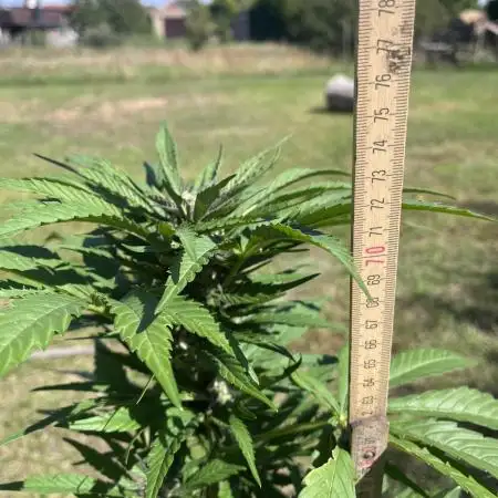 Purple Haze Auto