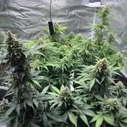 Cookies Gelato Automatic