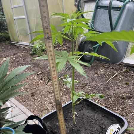 Purple Haze Auto