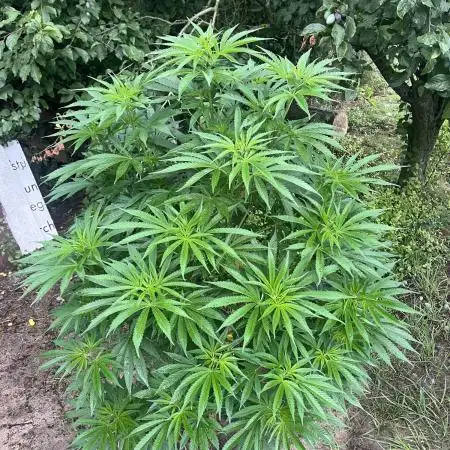 Frozen Black Cherry